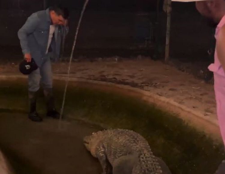 Oscar Valdez and Pet Alligator